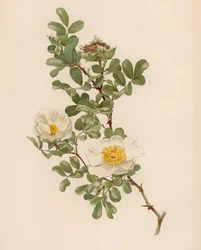 Rose anglaise